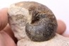 nautilus:  cenoceras sp. - Bathonian -  Saint Benin d'Azy - FRANCE