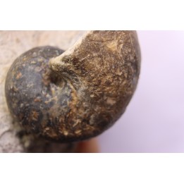 nautilus:  cenoceras sp. - Bathonian -  Saint Benin d'Azy - FRANCE