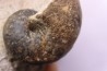 nautile:  cenoceras sp. - Bathonien - Saint Benin d'Azy (58) FRANCE