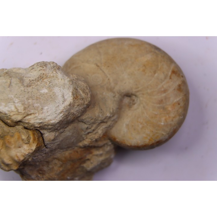 nautile:  PSEUDOCENOCERAS FITTONI (Sharpe, 1853)  Cénomanien  Pavilly, 76, FRANCE