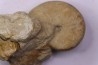 nautile:  PSEUDOCENOCERAS FITTONI (Sharpe, 1853)  Cénomanien  Pavilly, 76, FRANCE