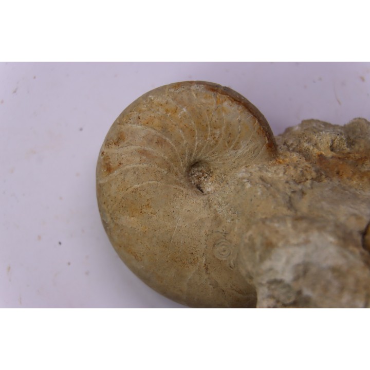 nautile:  PSEUDOCENOCERAS FITTONI (Sharpe, 1853)  Cénomanien  Pavilly, 76, FRANCE