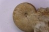 nautile:  PSEUDOCENOCERAS FITTONI (Sharpe, 1853)  Cénomanien  Pavilly, 76, FRANCE