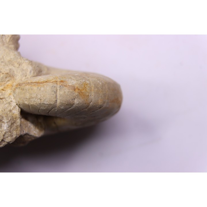 nautile:  PSEUDOCENOCERAS FITTONI (Sharpe, 1853)  Cénomanien  Pavilly, 76, FRANCE