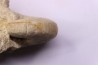 nautile: PSEUDOCENOCERAS FITTONI (Sharpe, 1853) Cénomanian Pavilly, 76, FRANCE