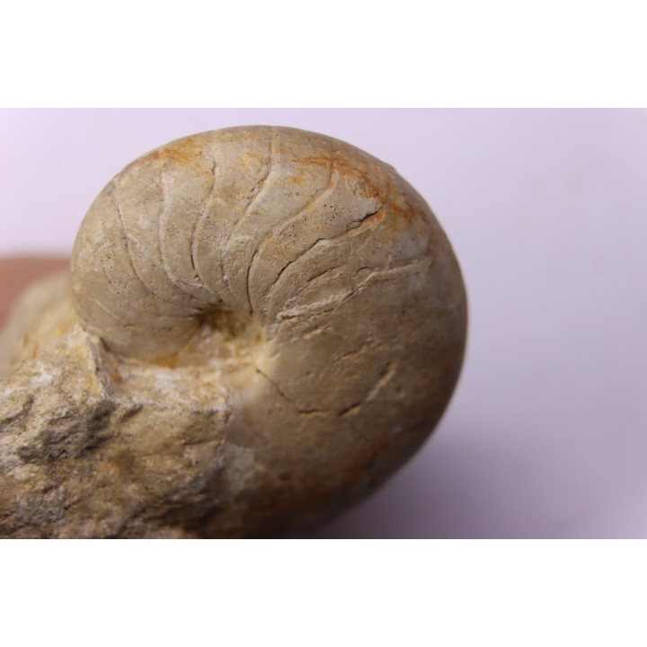 nautile:  PSEUDOCENOCERAS FITTONI (Sharpe, 1853)  Cénomanian  Pavilly, 76, FRANCE