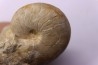 nautile:  PSEUDOCENOCERAS FITTONI (Sharpe, 1853)  Cénomanien  Pavilly, 76, FRANCE
