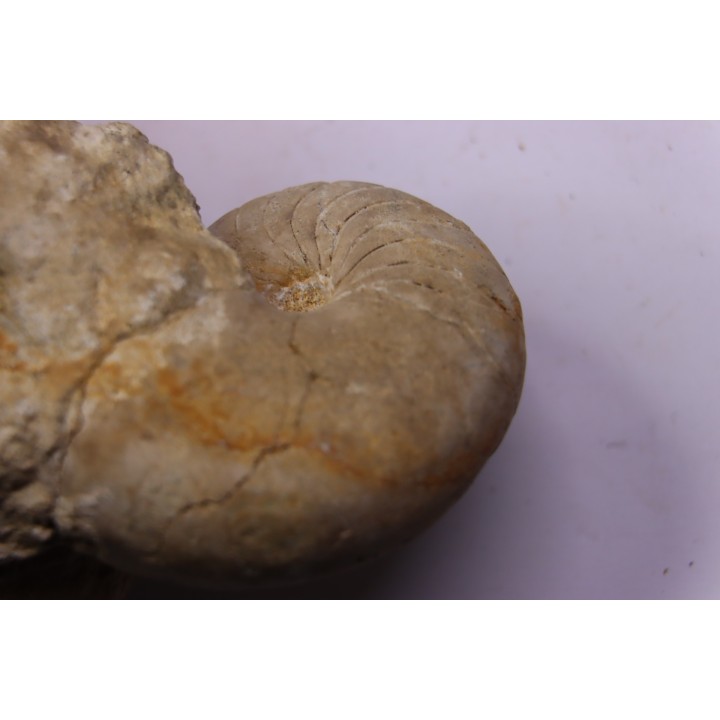 nautile:  PSEUDOCENOCERAS FITTONI (Sharpe, 1853)  Cénomanian  Pavilly, 76, FRANCE