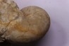 nautile: PSEUDOCENOCERAS FITTONI (Sharpe, 1853) Cénomanian Pavilly, 76, FRANCE