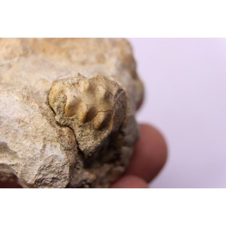 nautile:  PSEUDOCENOCERAS FITTONI (Sharpe, 1853)  Cénomanian  Pavilly, 76, FRANCE