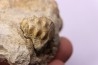 nautile:  PSEUDOCENOCERAS FITTONI (Sharpe, 1853)  Cénomanien  Pavilly, 76, FRANCE