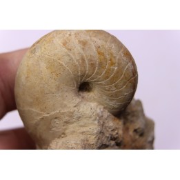 nautile:  PSEUDOCENOCERAS FITTONI (Sharpe, 1853)  Cénomanian  Pavilly, 76, FRANCE