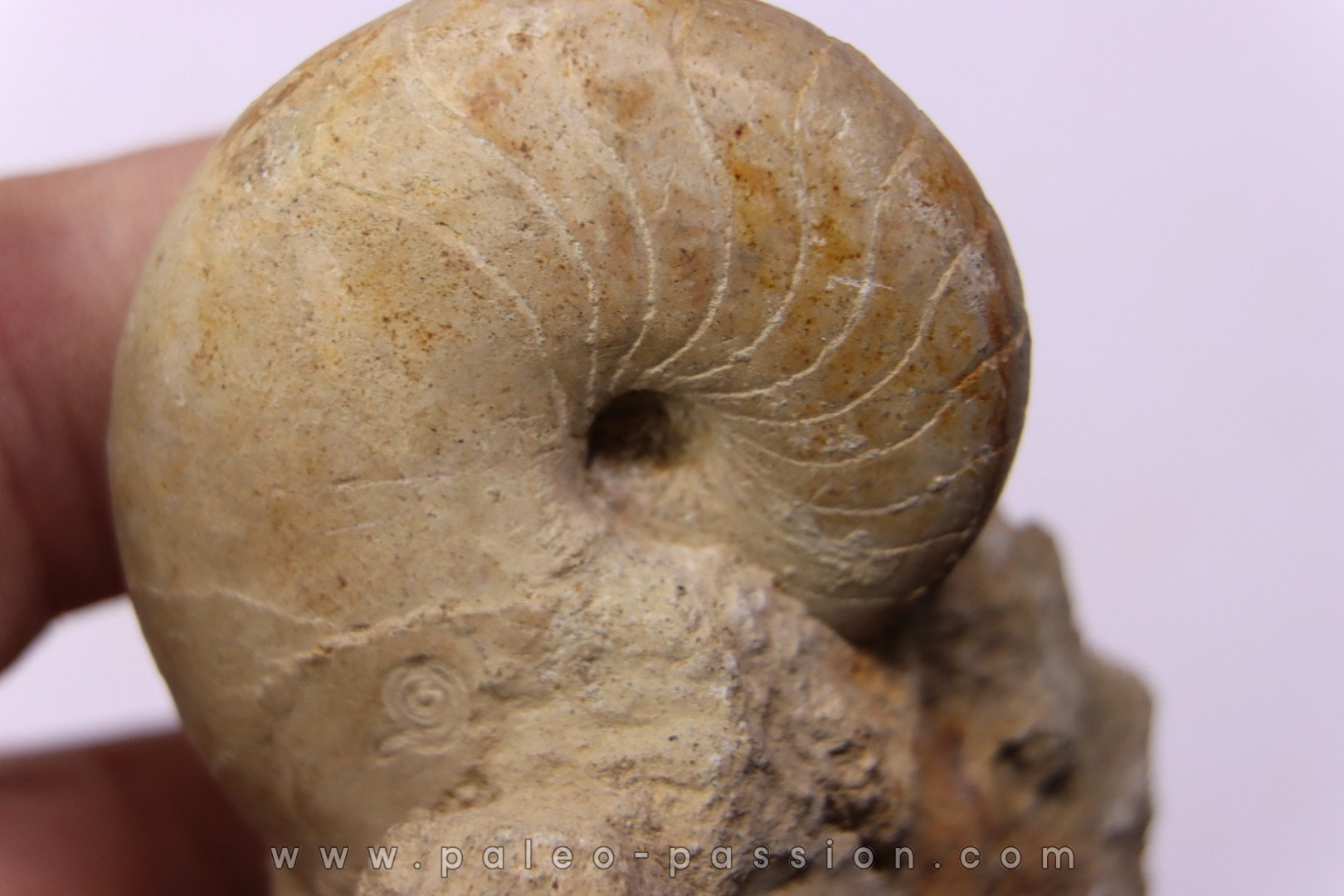 nautile: PSEUDOCENOCERAS FITTONI (Sharpe, 1853) Cénomanian Pavilly, 76, FRANCE