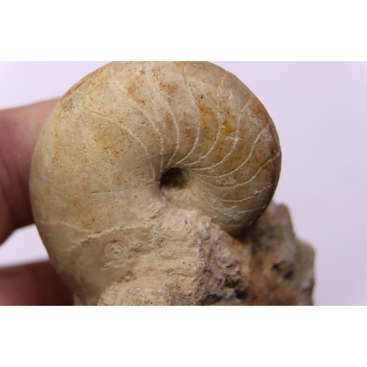 nautile:  PSEUDOCENOCERAS FITTONI (Sharpe, 1853)  Cénomanian  Pavilly, 76, FRANCE