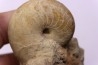 nautile: PSEUDOCENOCERAS FITTONI (Sharpe, 1853) Cénomanian Pavilly, 76, FRANCE
