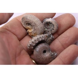 set of 4 ammonites - callovian - RUSSIA