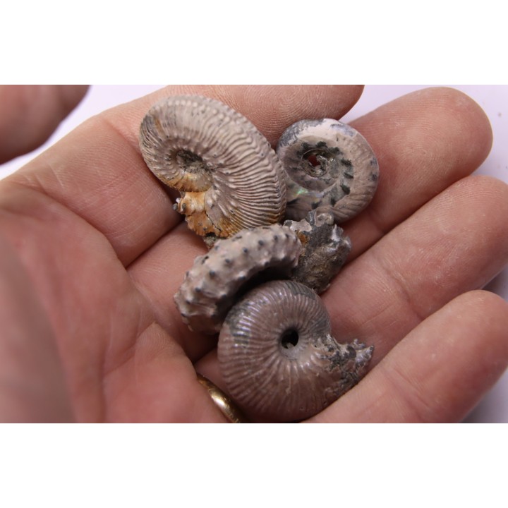 lot de 4 ammonites nacrées- callovien - RUSSIE