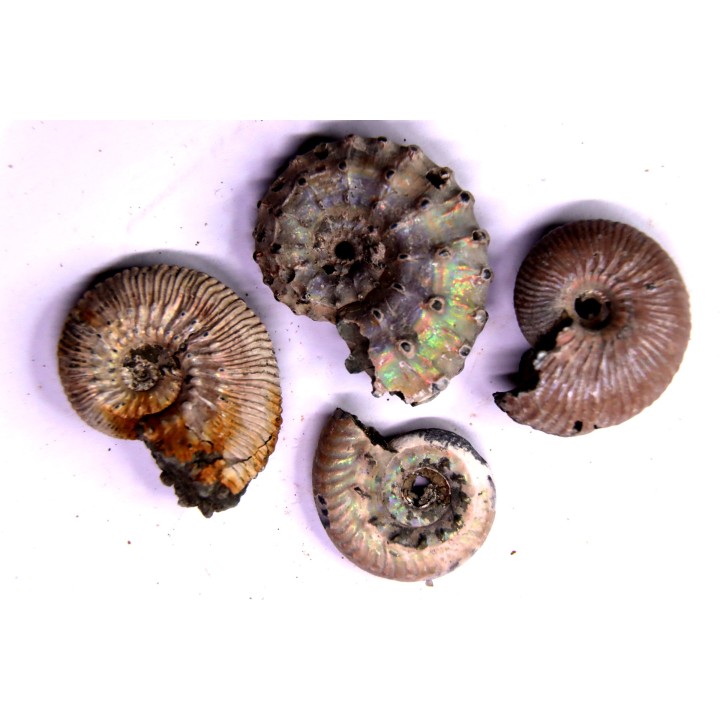 lot de 4 ammonites nacrées- callovien - RUSSIE