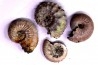 set of 4 ammonites - callovian - RUSSIA