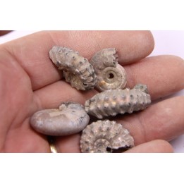 set of 5 ammonites - callovian - RUSSIA