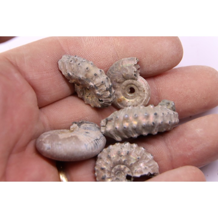 set of 5 ammonites - callovian - RUSSIA
