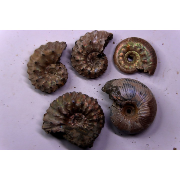 lot de 5 ammonites nacrées- callovien - RUSSIE