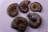 lot de 5 ammonites nacrées- callovien - RUSSIE