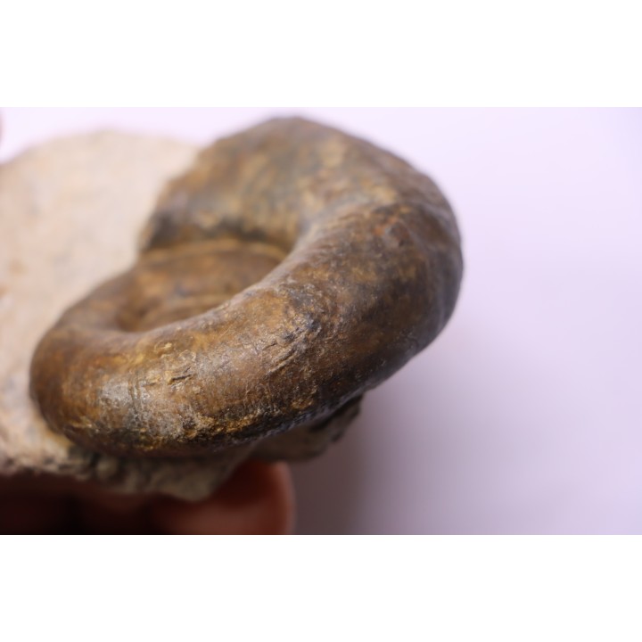 Lytoceras fimbriatum - Carixien - Pont Saint Vincent - FRANCE