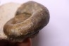 Lytoceras fimbriatum - Carixien - Pont Saint Vincent - FRANCE