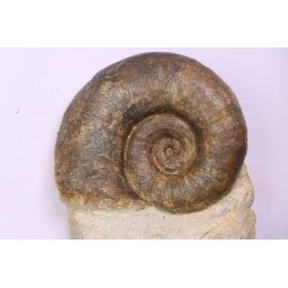 Lytoceras fimbriatum - Carixien - Pont Saint Vincent - FRANCE