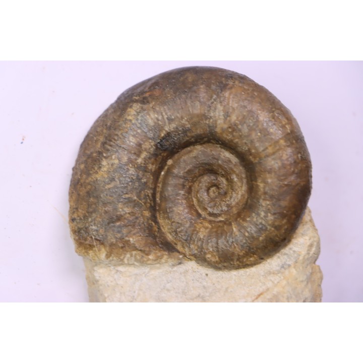 Lytoceras fimbriatum - Carixien - Pont Saint Vincent - FRANCE