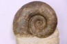 Lytoceras fimbriatum - Carixien - Pont Saint Vincent - FRANCE