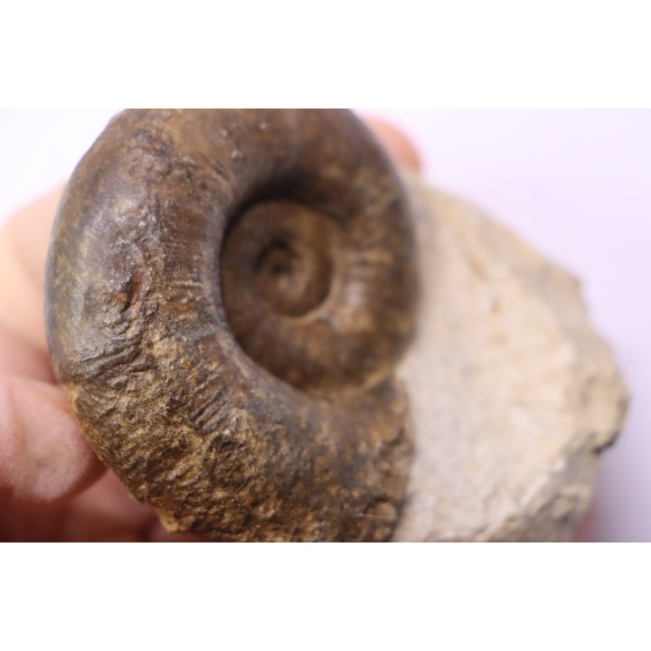 Lytoceras fimbriatum - Carixien - Pont Saint Vincent - FRANCE