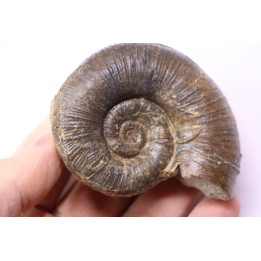 Lytoceras fimbriatum - Carixien - Pont Saint Vincent - FRANCE