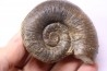 Lytoceras fimbriatum - Carixien - Pont Saint Vincent - FRANCE