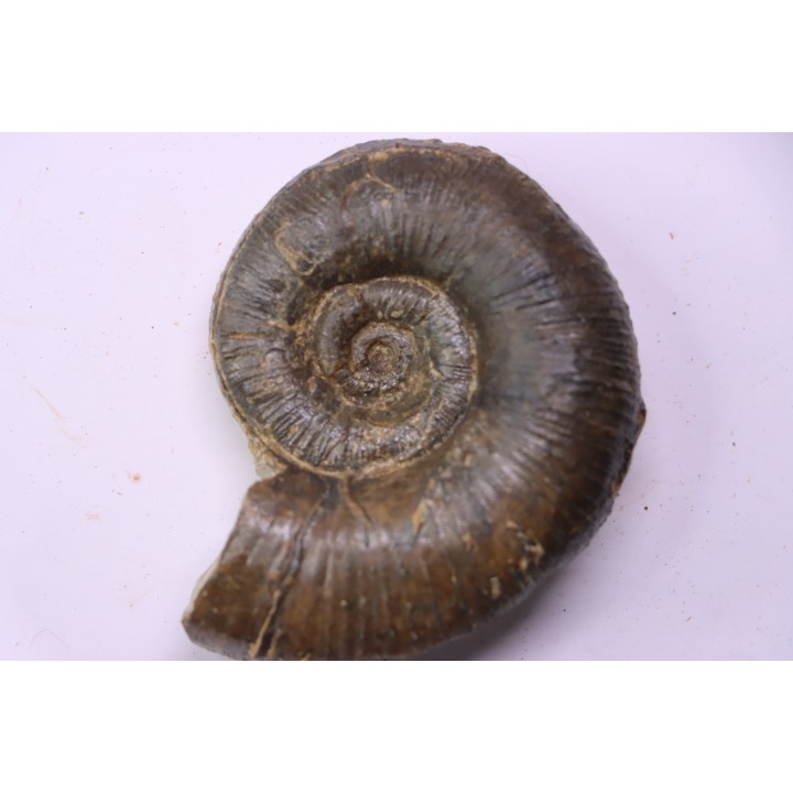 Lytoceras fimbriatum - Carixien - Pont Saint Vincent - FRANCE