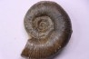 Lytoceras fimbriatum - Carixien - Pont Saint Vincent - FRANCE