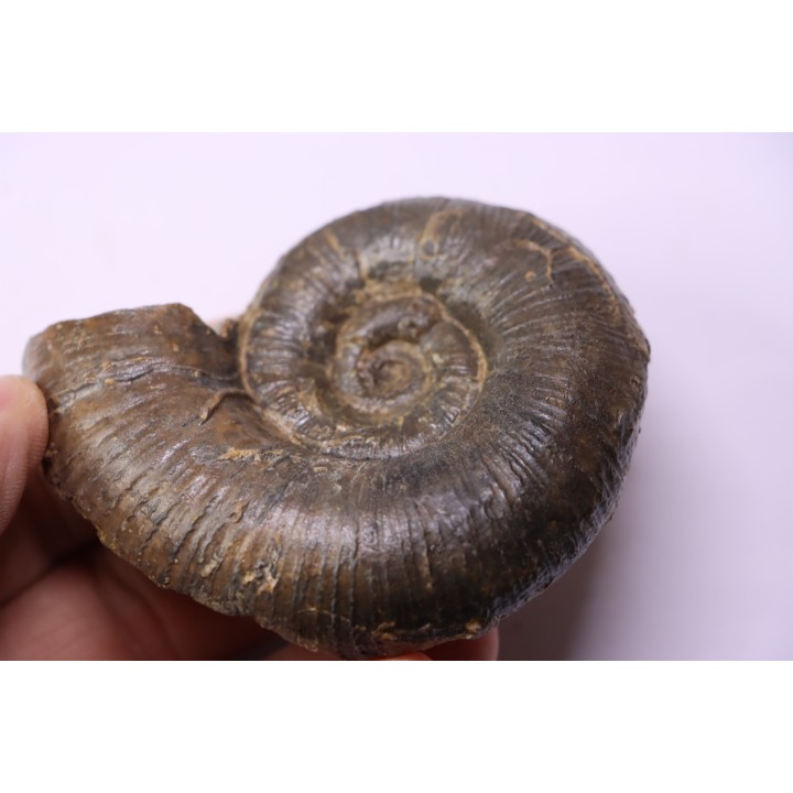 Lytoceras fimbriatum - Carixien - Pont Saint Vincent - FRANCE