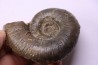 Lytoceras fimbriatum - Carixien - Pont Saint Vincent - FRANCE