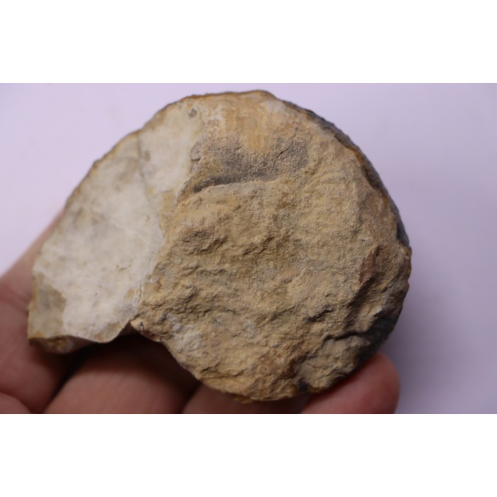 Lytoceras fimbriatum - Carixien - Pont Saint Vincent - FRANCE