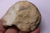 Lytoceras fimbriatum - Carixien - Pont Saint Vincent - FRANCE