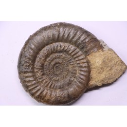 Paltechioceras boehmi (Hug) - upper Sinemurian - Pont-Saint-Vincent, 54 - FRANCE