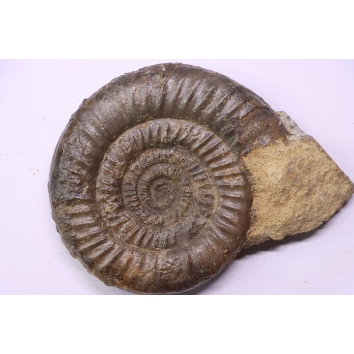Paltechioceras boehmi (Hug) - upper Sinemurian - Pont-Saint-Vincent, 54 - FRANCE
