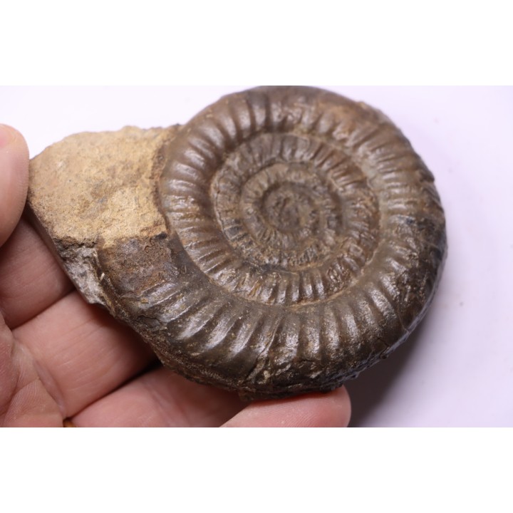 Paltechioceras boehmi (Hug) - upper Sinemurian - Pont-Saint-Vincent, 54 - FRANCE