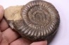 Paltechioceras boehmi - Sinemurien supérieur - Pont-Saint-Vincent, 54 - FRANCE