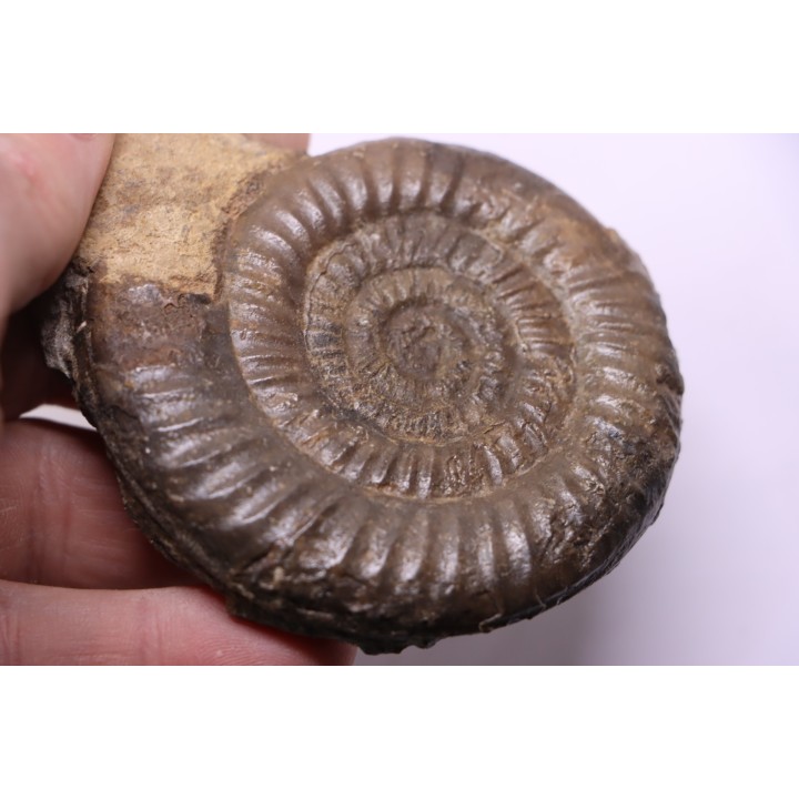 Paltechioceras boehmi (Hug) - upper Sinemurian - Pont-Saint-Vincent, 54 - FRANCE