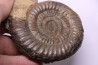 Paltechioceras boehmi (Hug) - upper Sinemurian - Pont-Saint-Vincent, 54 - FRANCE