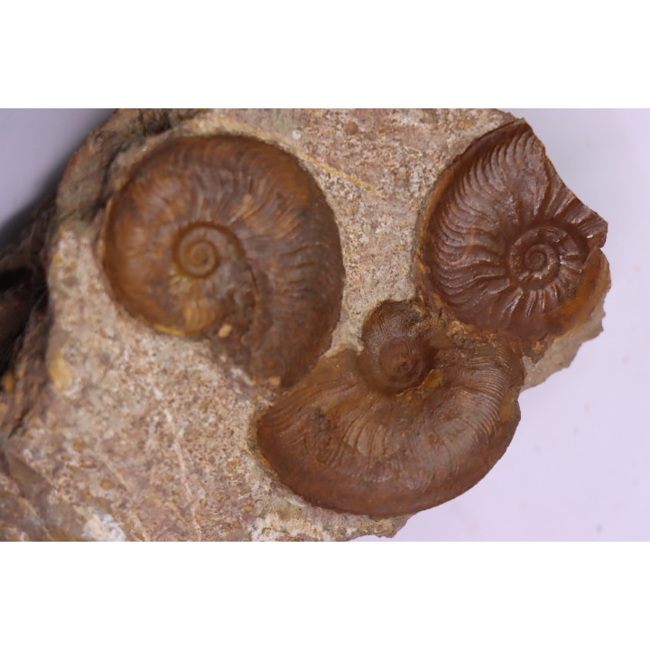 Pleydellia   toarcien  La Verpillere (38), FRANCE
