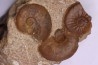 Pleydellia toarcien La Verpillere (38), FRANCE
