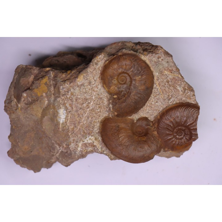 Pleydellia   toarcien  La Verpillere (38), FRANCE